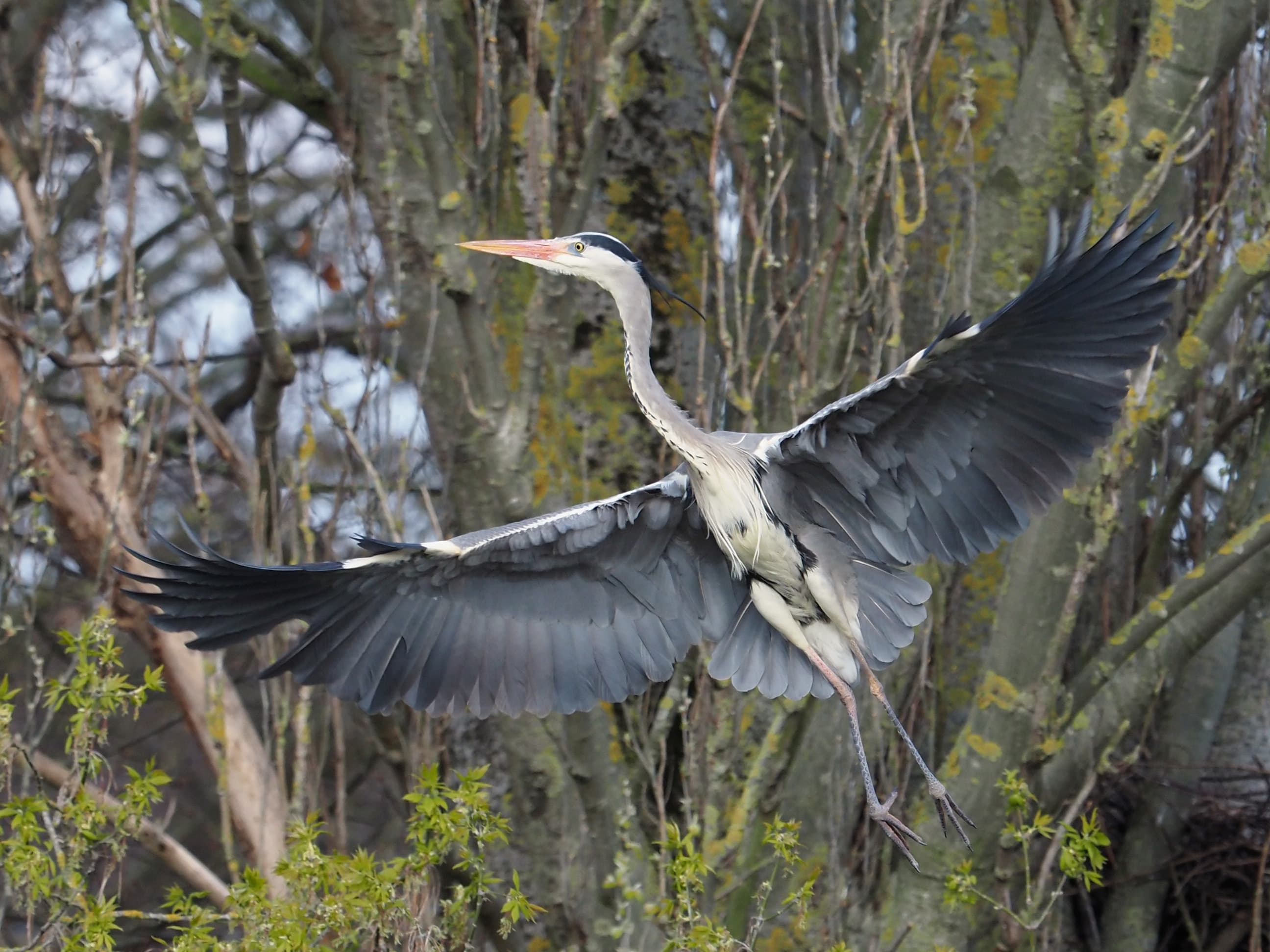 E-M1X wildlife sample