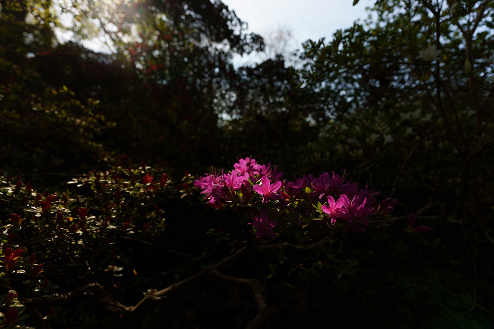 Sometimes a little flare can inject extra interest to your image. solution for lens problems