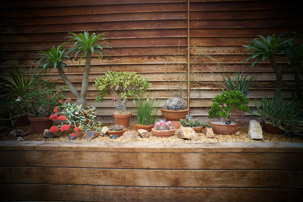 photo of plant pots showing vignetting on corners, lens problems Vignetting doesn’t usually get more dramatic than this from the Funleader 18mm F/8 Cap Lens. In this case you have to learn to live with it