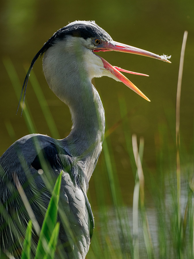 heron