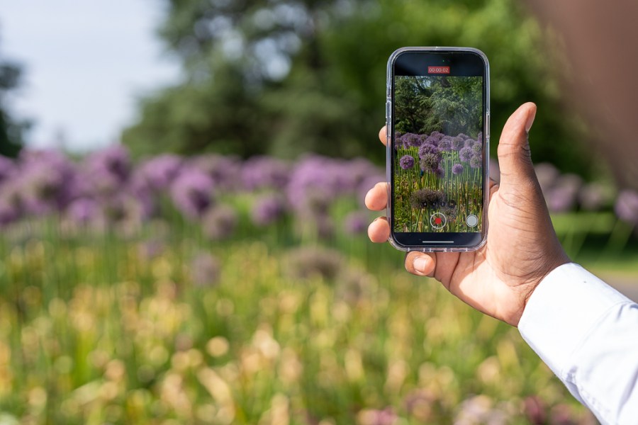 Handheld iphone taking a video of flowers