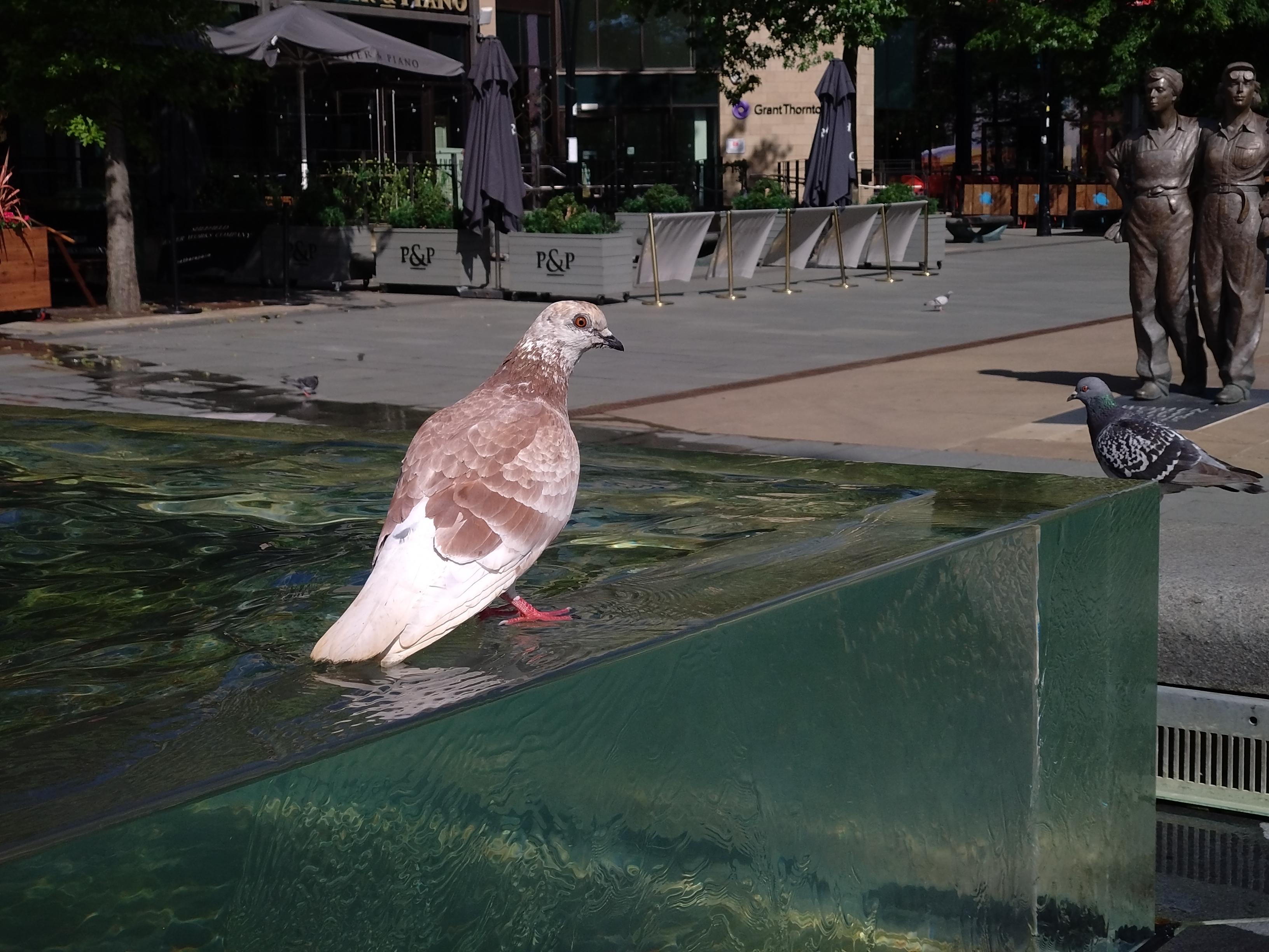 Pigeon, using the telephoto camera. This photo has nailed the exposure, but the photos taken immediately before and after this were completely overexposed. Photo Joshua Waller