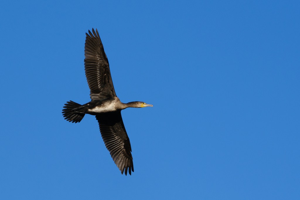 Fujifilm GFX100 II cormorant sample image