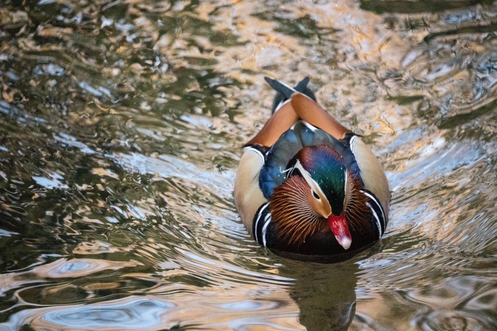 Sony Alpha A9 III mandarin duck sample image