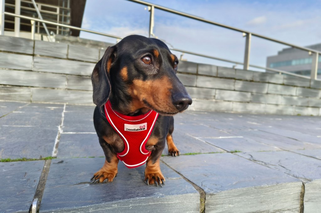 Vivo V30 Pro camera phone sample image