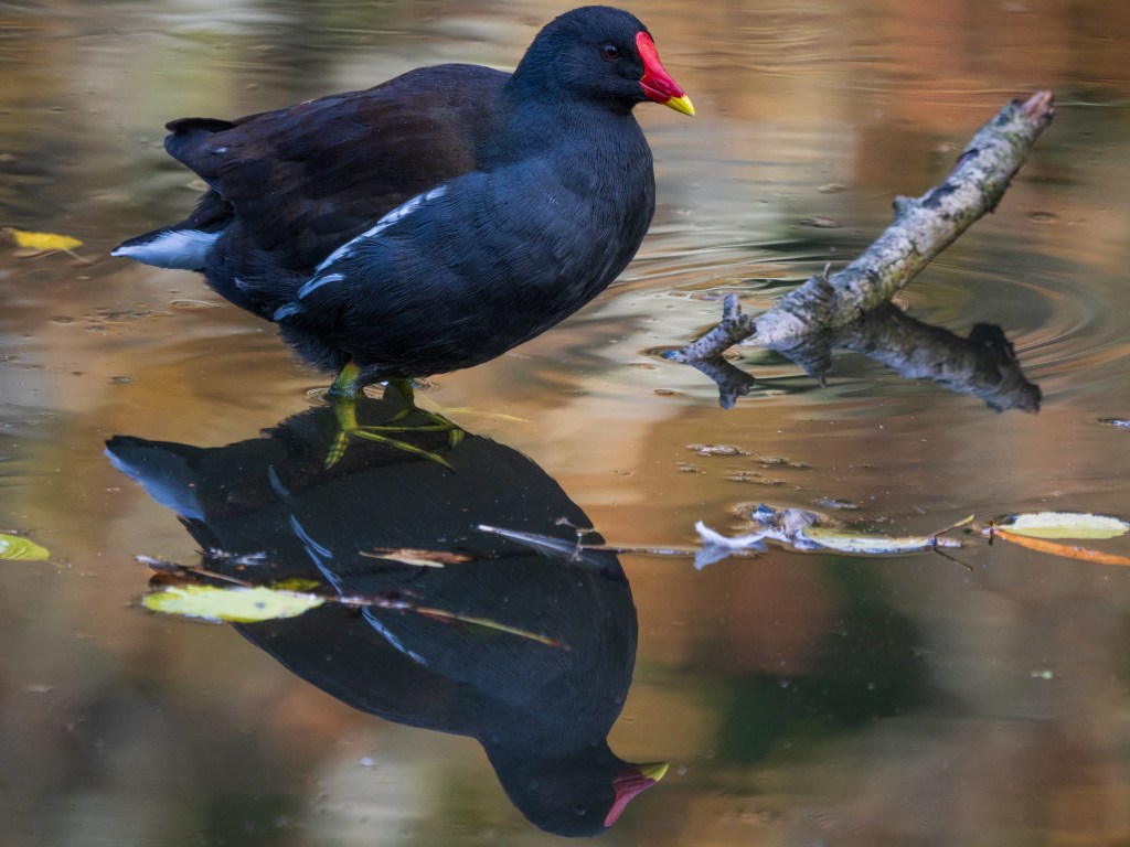 Panasonic Lumix GH7 moorhen sample image